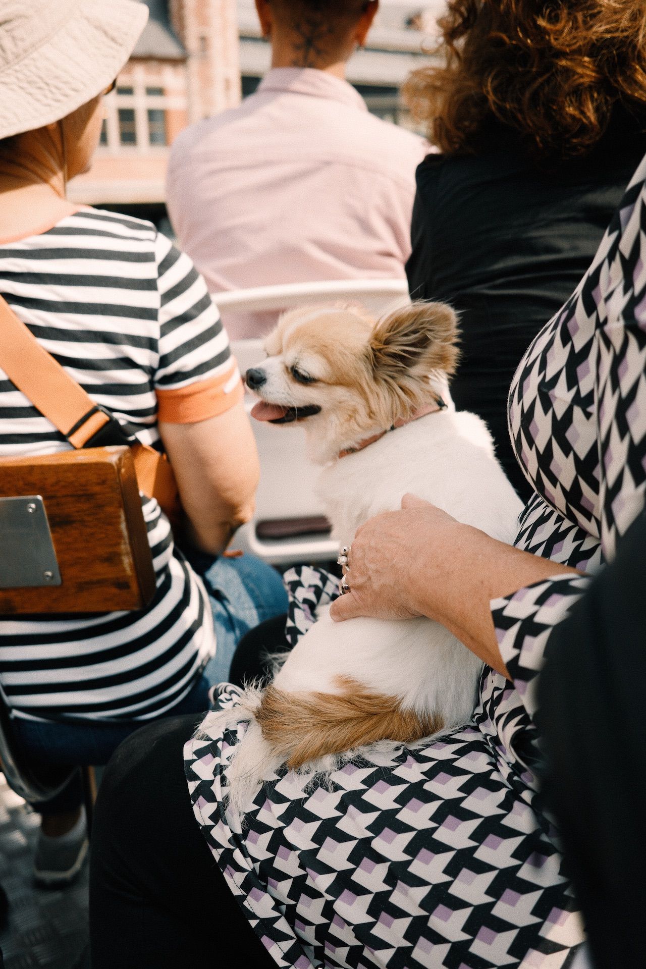 dog-on-boat.jpg